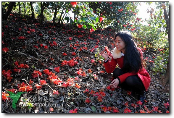 游人在婺源縣江灣鎮(zhèn)海拔1260余米的大瀲村紅花山油茶基地觀賞和拍攝盛開的山茶花。