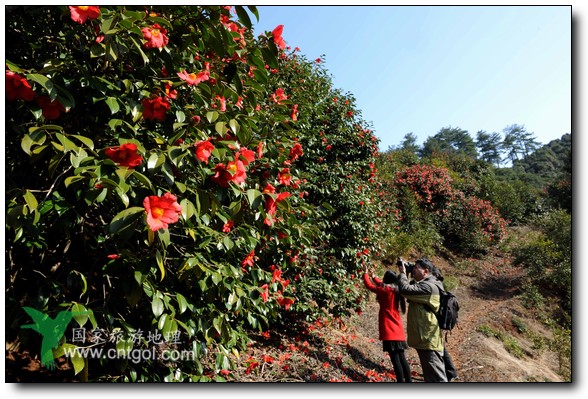 游人在婺源縣江灣鎮(zhèn)海拔1260余米的大瀲村紅花山油茶基地觀賞和拍攝盛開的山茶花。