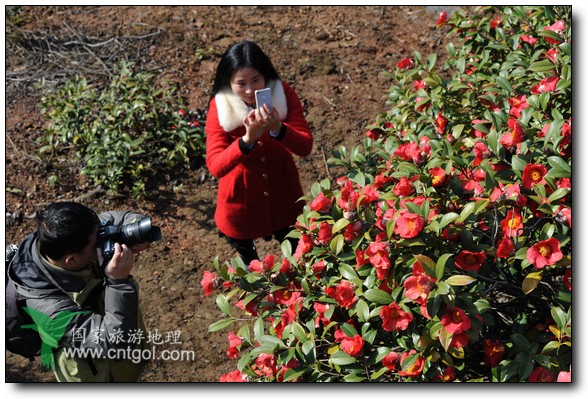 游人在婺源縣江灣鎮(zhèn)海拔1260余米的大瀲村紅花山油茶基地觀賞和拍攝盛開的山茶花。