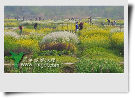 清明節(jié)這天，杭州城西郊的西溪濕地一處市民自種菜地里菜花紛繁，地里不少市民在忙著新一年的蔬菜作物的播栽，構(gòu)成了一幅幅美麗多彩的畫。