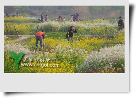 清明節(jié)這天，杭州城西郊的西溪濕地一處市民自種菜地里菜花紛繁，地里不少市民在忙著新一年的蔬菜作物的播栽，構(gòu)成了一幅幅美麗多彩的畫。